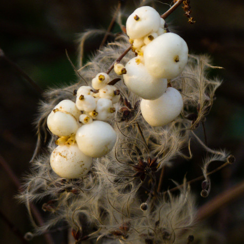 Shades of pale: snowberries, old mans beard
