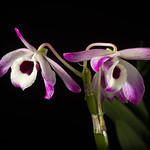 [India] Dendrobium nobile Lindl., Gen. Sp. Orchid. Pl.: 79 (1830)