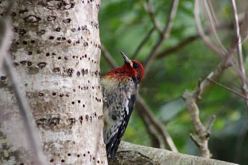 redbreastedsapsucker sphyrapicusruber sapsucker woodpecker depoebay lincolncounty oregon or bird