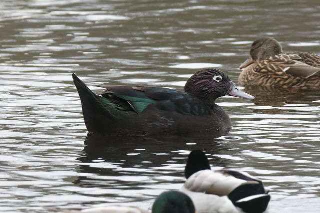 Hybrid Duck Lough Neagh