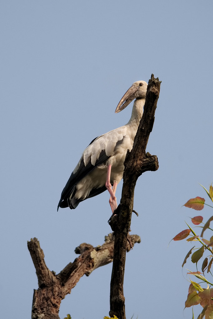Silberklaffschnabel / Openbill stork (Anastomus oscitans)