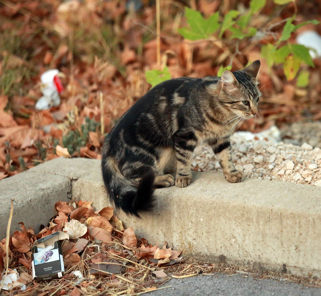 A stray cat | Un chat errant sur le territoire de notre comm… | Flickr