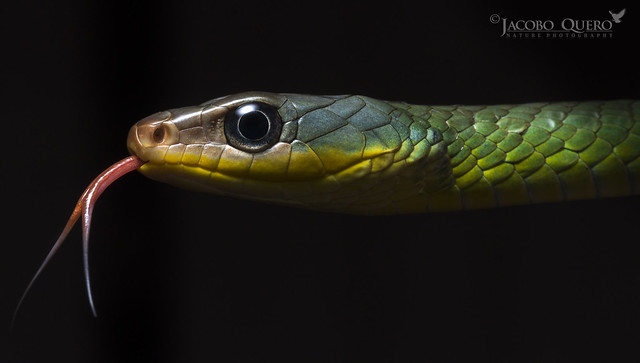 Serpiente látigo verde/ Green sipo snake (Chironius exoletus)