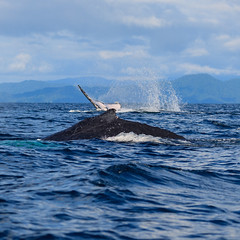 Whale watching in Colombia