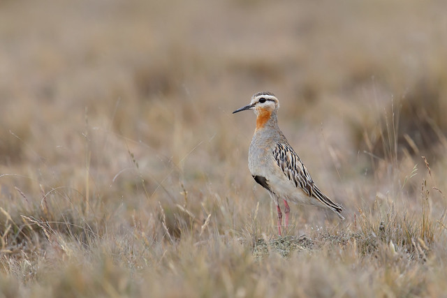 Tawny-throated Dotterel | rosthalspipare | Oreopholus ruficollis