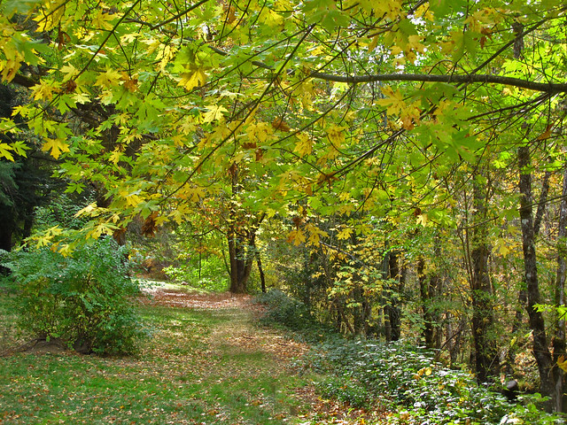 Mendocino County- Fall Foliage
