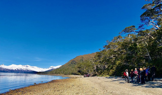 Chile (Timaukel) Deciduous Antarctic beech trees lining the beach of the Agostini Sound