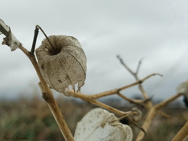 Seedheads, Pods, & Fencerows - 2