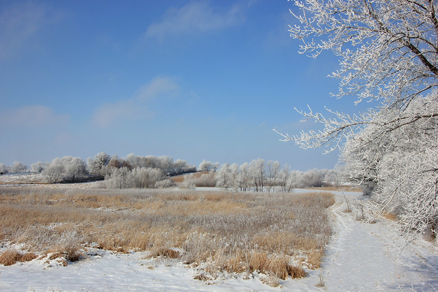 Frosty Winter Marsh . . .