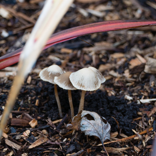 Autumn fungi: bonnet mycenae