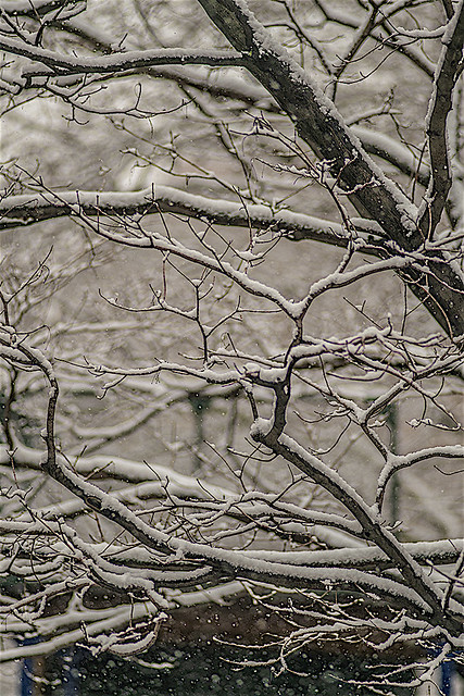 Autumn Snow Covering Tree Limbs In The LES