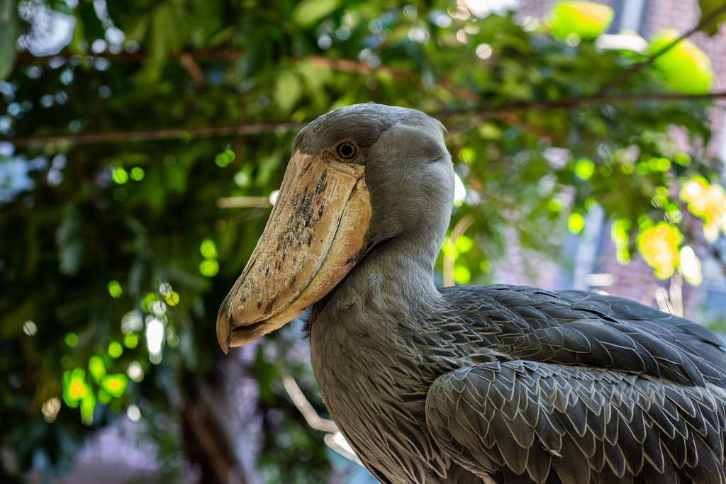 Shoebill stork calling in papyrus swamp, Uganda