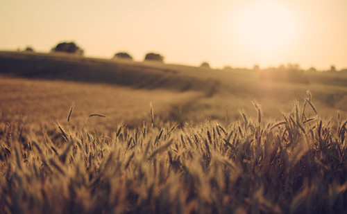 Harvest by SethBahl, Sunset over a field.field sunset summer sun light wheat crops harvest orange