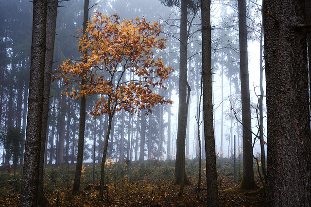 Autumn leaves and fog-1