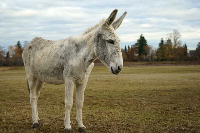 Equus asinus asinus - Hausesel