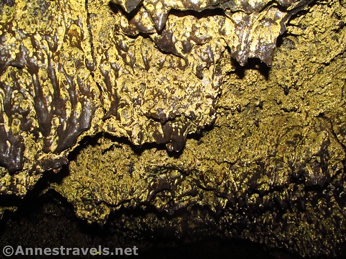 The bacteria makes the cave roof look golden.  Golden Dome Cave, Lava Beds National Monument, California