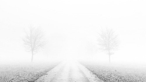 road trees monochrome mono blackandwhite iphone mist fog landscape minimalist overexposed bnw