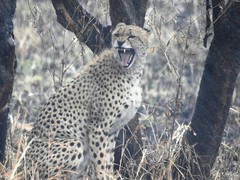 3189ex  cheetah shows its teeth