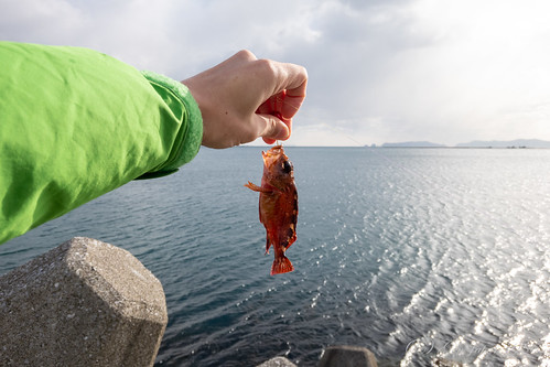 2018 カサゴ 佐伯市 大分県 旅行 海 瀬戸内海 釣り 日本 japan travel sea fishing oita sonydscrx0 fish