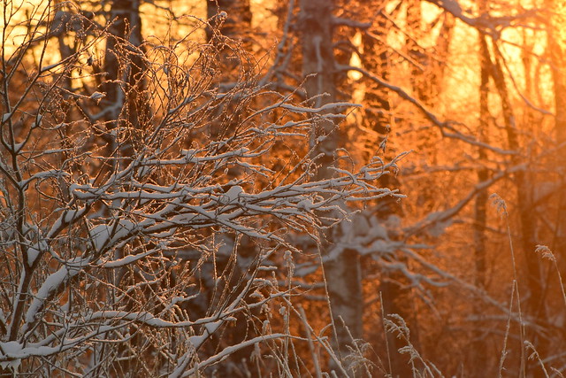 Зимние пейзажи Гатчины, январь 2019