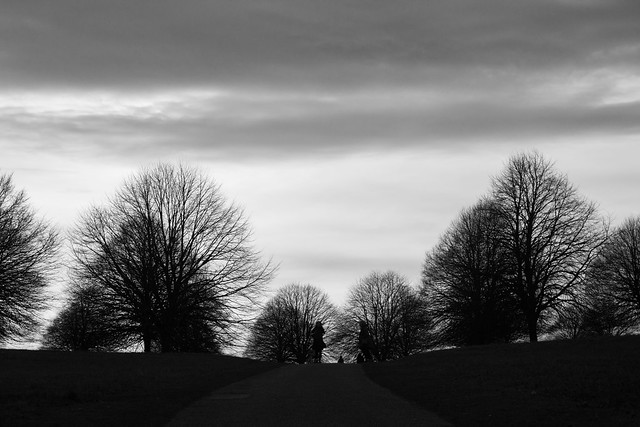 Trees in Blenheim Palace Park, 29th December 2018