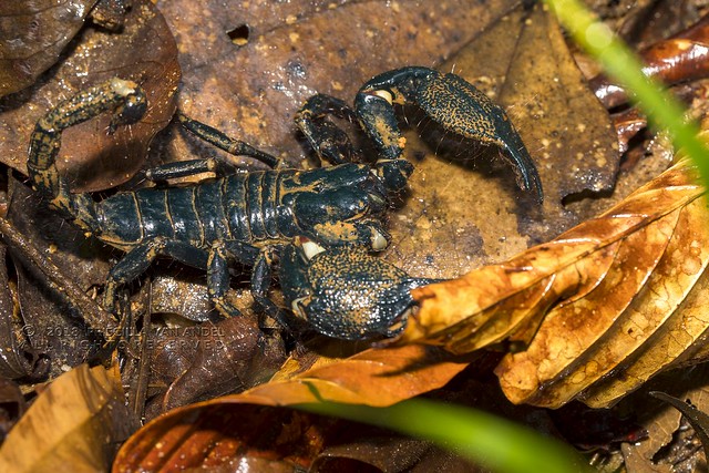 PVA_6147W Heterometrus swammerdami (titanicus) - giant forest scorpion, Sri Lanka