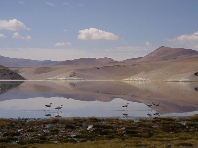 Laguna Santa Rosa,  Parque Nacional Nevado Tres Cruces, III Región, Chile.  Año 2004