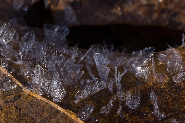 ice crystals growing on a leaf