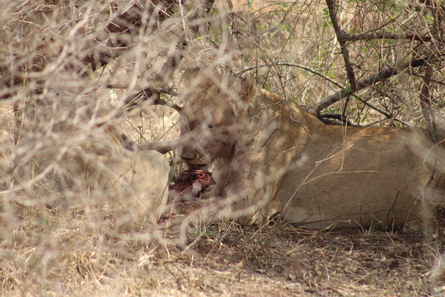 Lions Feeding on a Fresh Kill
