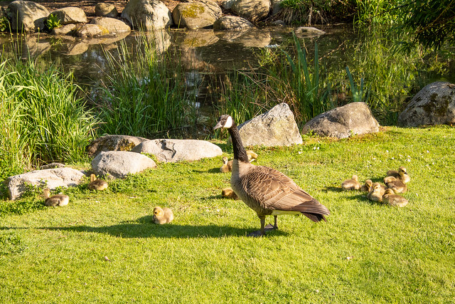 Canada goose & goslings