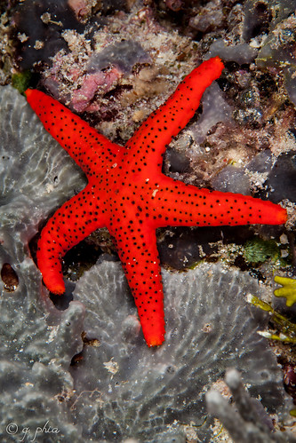 thousand pores sea star, table coral city, wakatobi, 2018 | Flickr