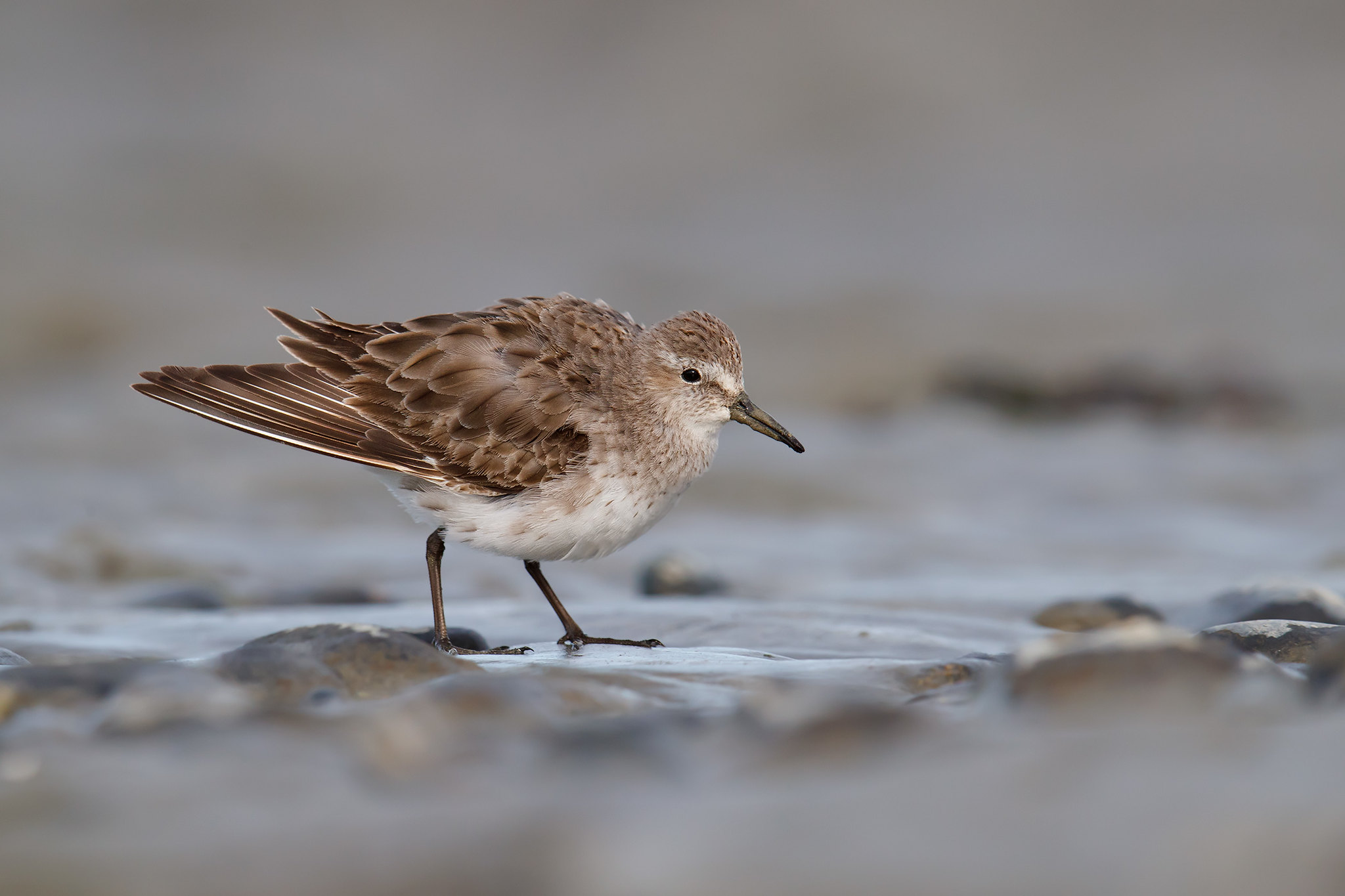 Calidris fuscicollis | White-rumped Sandpiper | vitgumpsnäppa