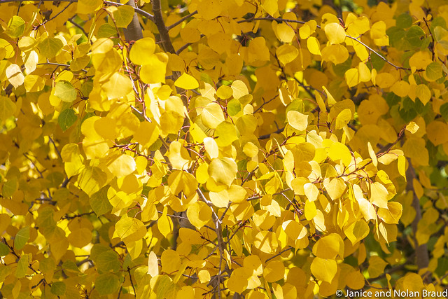 Aspen Leaves and autumn color on US 550 JN113686