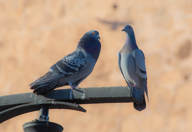 Un beau couple de pigeons