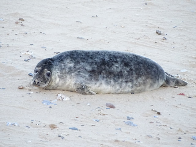 Grey Seal ~ Halichoerus grypus ~ Horsey (67)