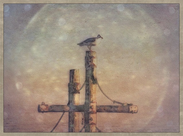 Seagull 2015 #morrobay #seagull #tadaa #brushstrokes #distressedfx #aliensky #snapseed #formulasapp   #alteredreality #ethereal_moods #editfromthesoul #everything_edited #artistry_flair #textured #masters_in_artistry #dailytextures