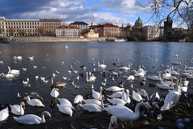 Swans in their hundreds  - near Manes Bridge and Charles Bridge on the Vltava River, Prague.