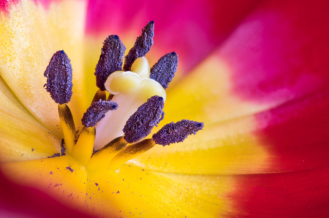 Der Blütenstempel einer Tulpe