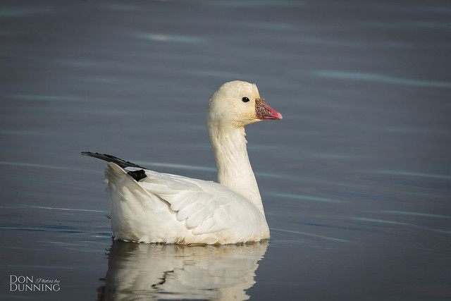 Ross's Goose (Chen rossii)