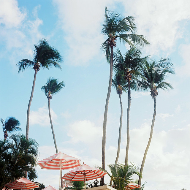 Palm Trees & Parasols...
