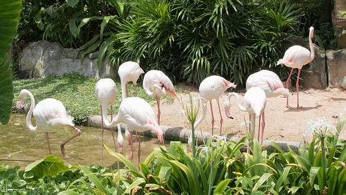 thailand sriracha chonburi zoo amimal flamingo animal