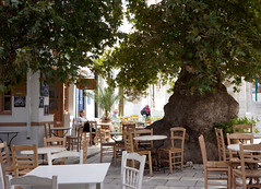 Plane tree and cafe chairs and tables in the town square, Pyrgos, Tinos