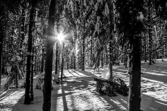Winterwald in schwarz-weiß