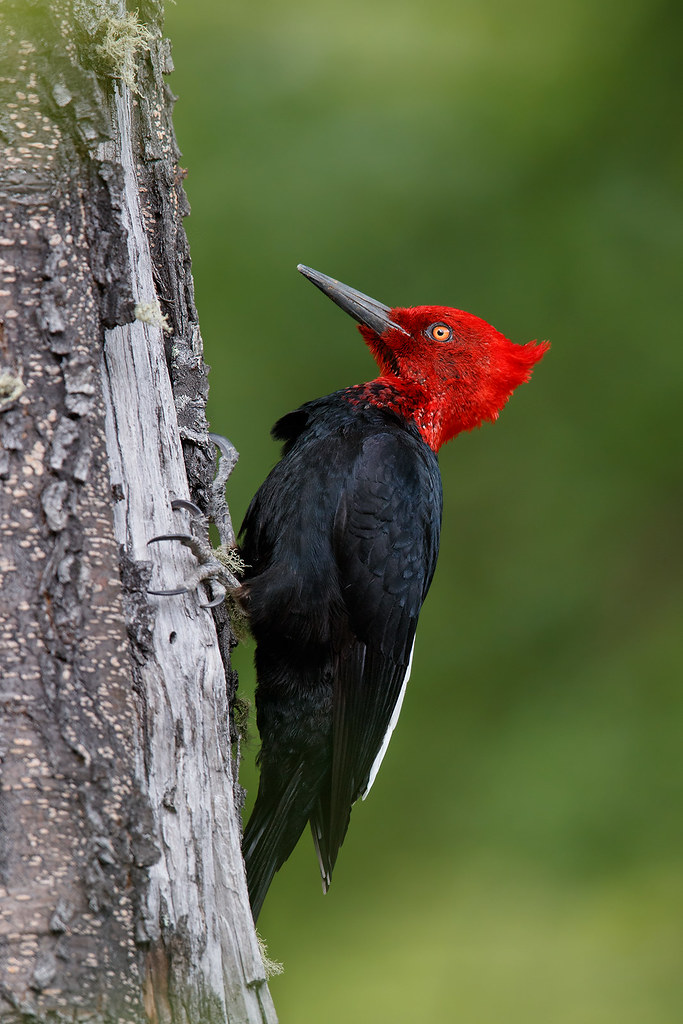 Campephilus magellanicus | Magellanic Woodpecker | magellanspett