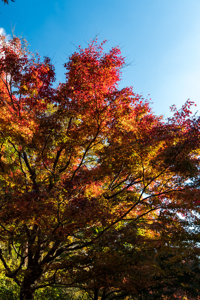 Dsc 0010 Jpg 神戸市立森林植物園 紅葉 Okyawa Flickr