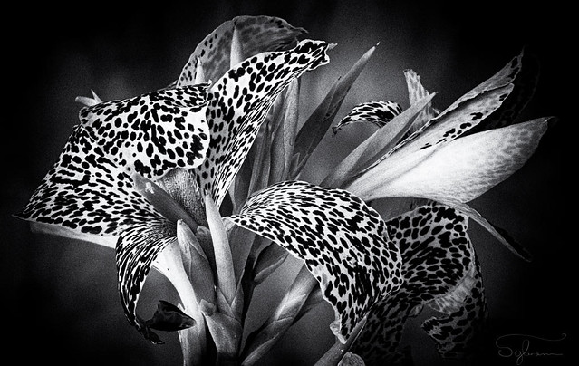 Picasso Canna Lilies a la Film Noir