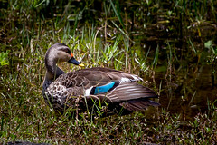 Indian spot-billed duck (Anas poecilorhyncha)