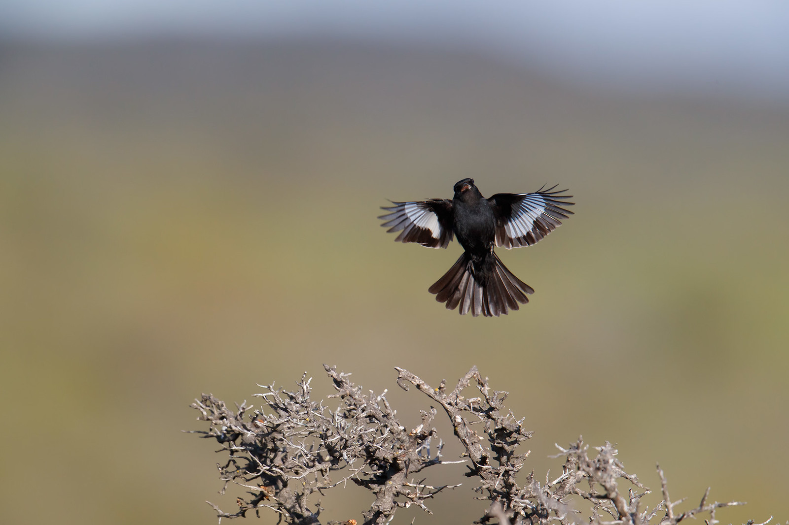 Knipolegus aterrimus | White-winged Black Tyrant | vitvingad sottyrann