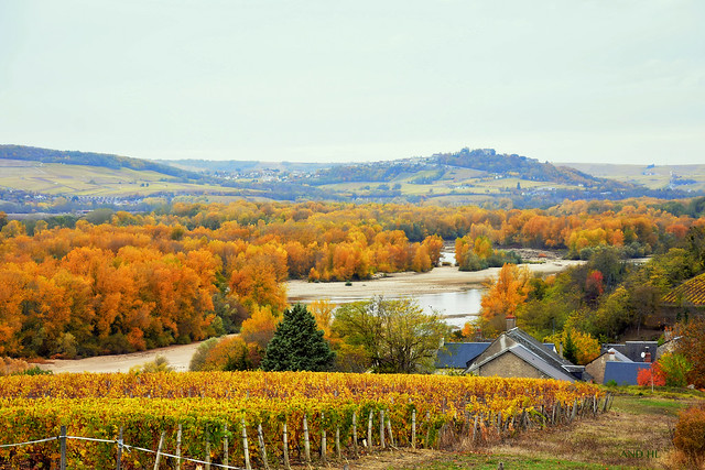 la Loire et les vignobles