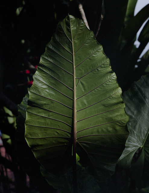 (Mamiya) Leaf